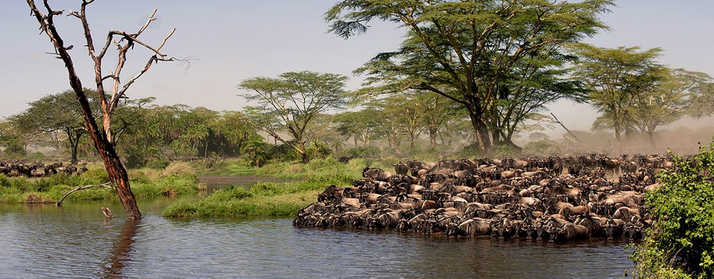 The Serengeti Great Migration