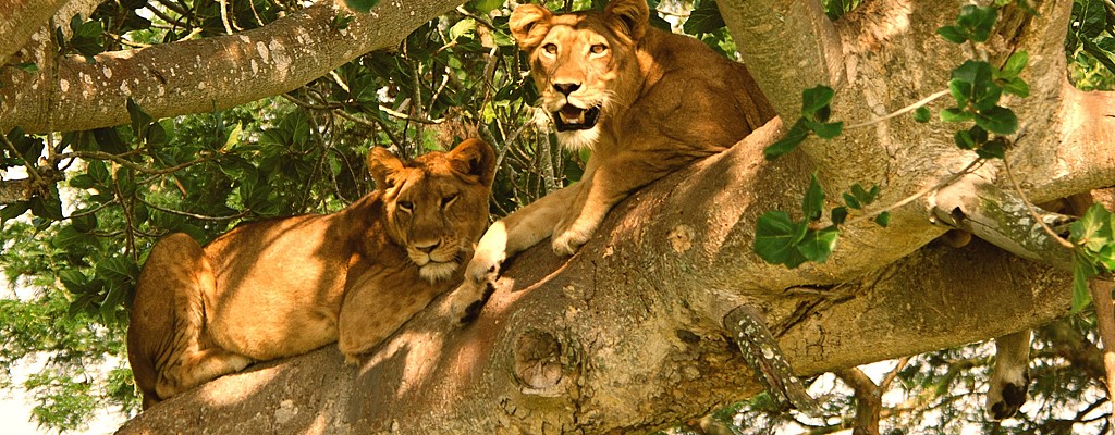 Lions Cooling In Shade Of Tree