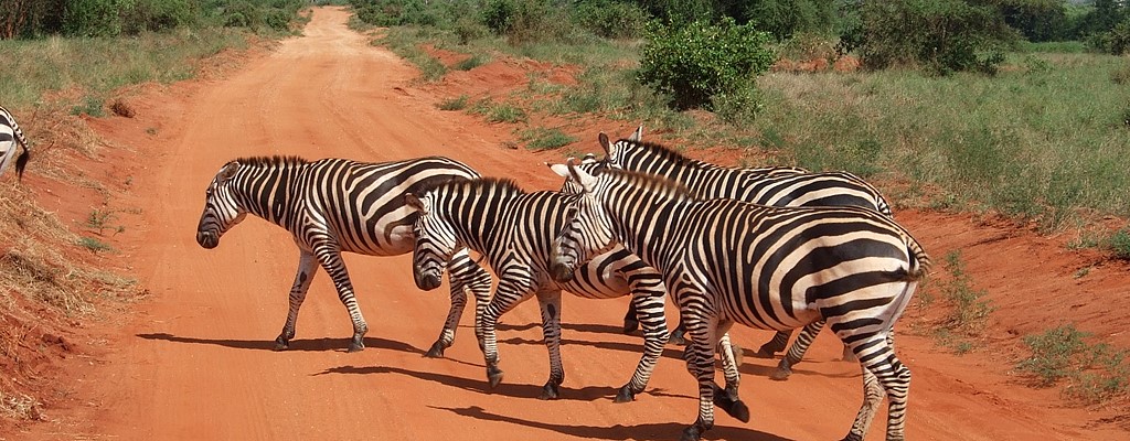 Zebras In Tsavo East