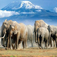 6 Days 5 Nights Masai Mara, Nakuru, Naivasha, Amboseli Group Budget Camping Safari Experience