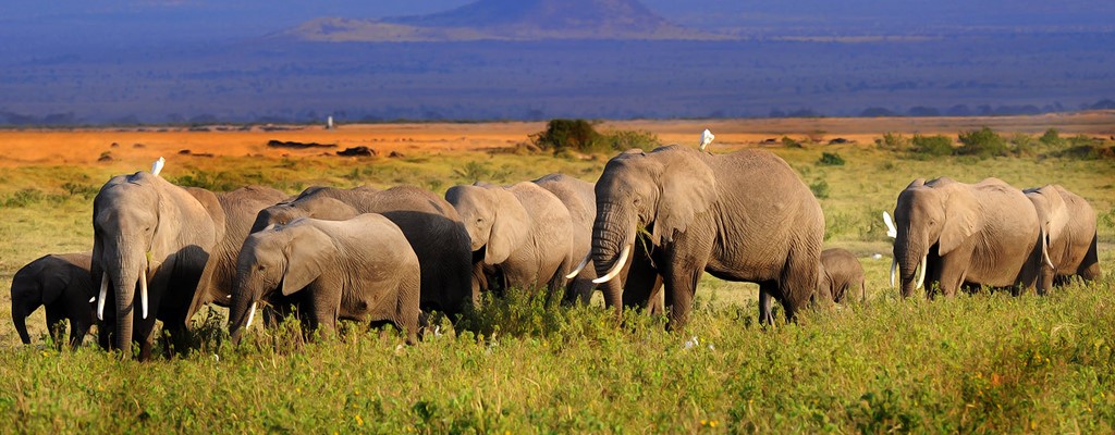 Elephants In Amboseli National Park
