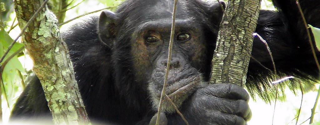 Chimpanzee In Kibale Forest National Park