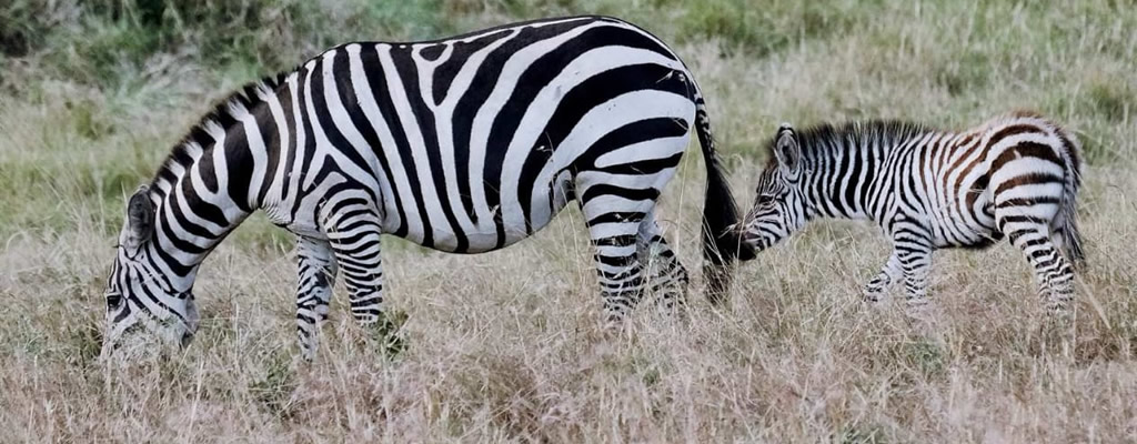 Zebra With Foal