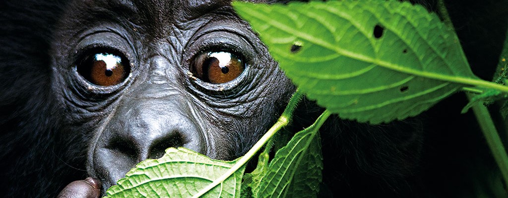 Rwanda Gorilla