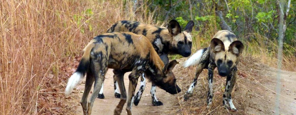 African Dogs At Selous Game Reserve