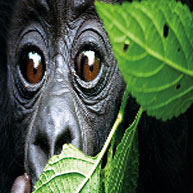 3Days Rwanda Gorilla Trekking Safari Experience