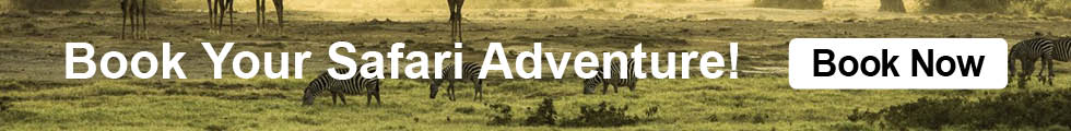Book Your Safari Adventure