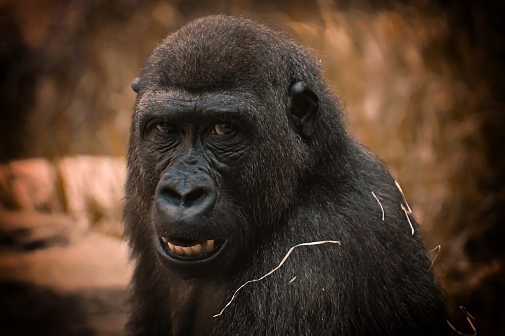 3 Day gorilla trekking in Uganda