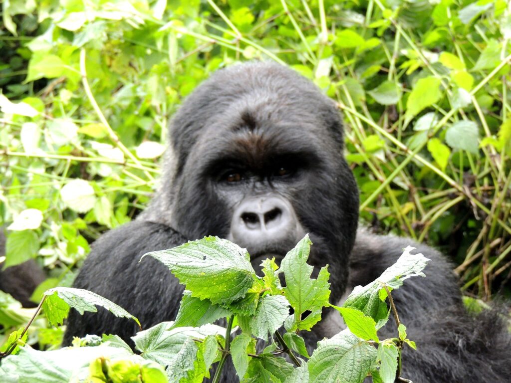 3 Days Gorilla trekking escapade Rwanda