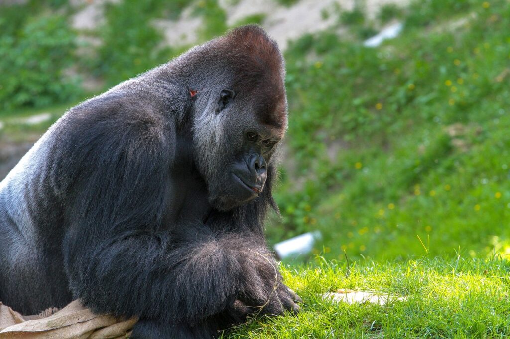 4 Day safari extended gorilla expedition in Uganda