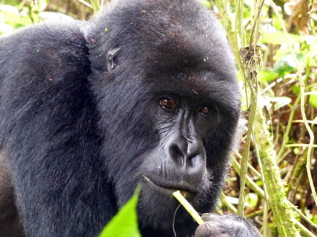 4 Days Gorilla trekking experience in Rwanda