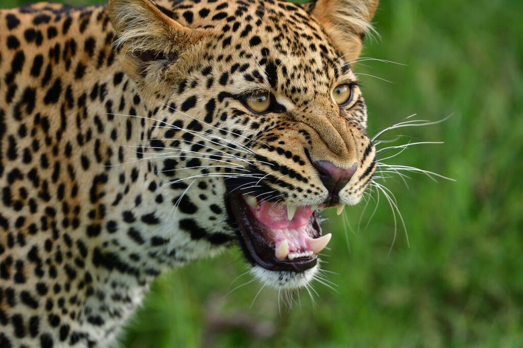 4 Days Nakuru Mara Joining