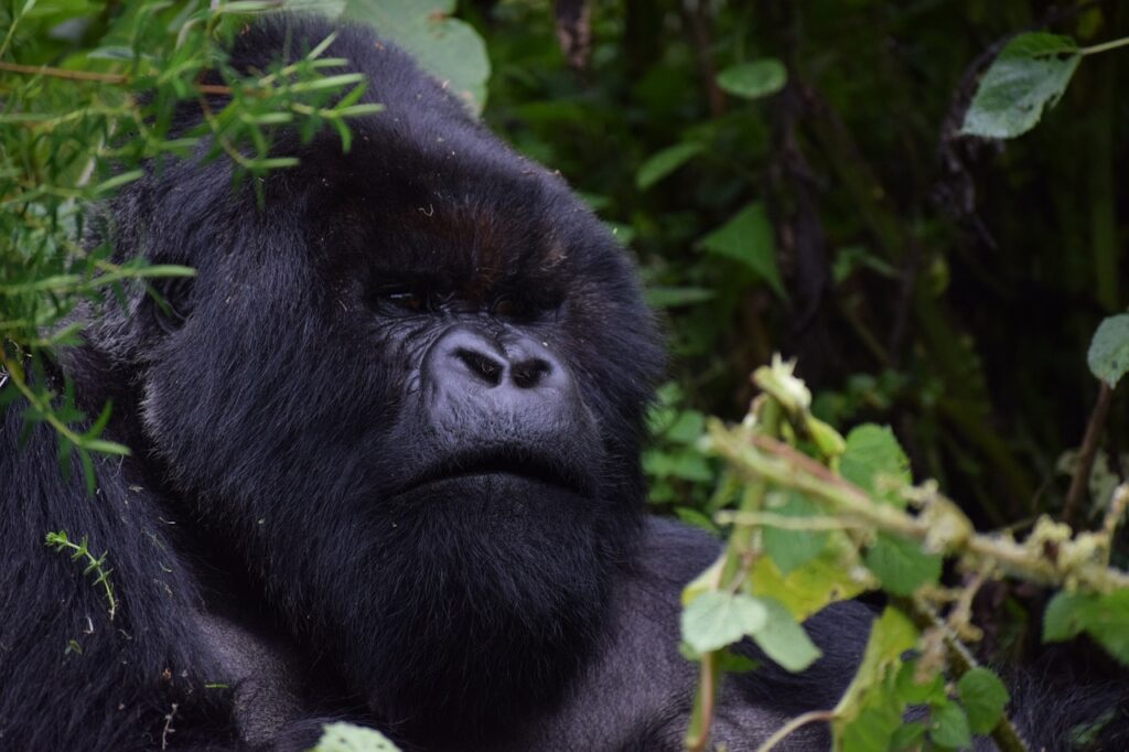 6 Day Gorilla trekking odyssey in Rwanda