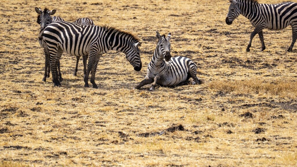 7 Days 6 Nights Tanzania Horizon Safari