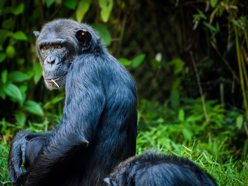 9 Days 8 Nights Mahale & Katavi Chimpanzee Trekking
