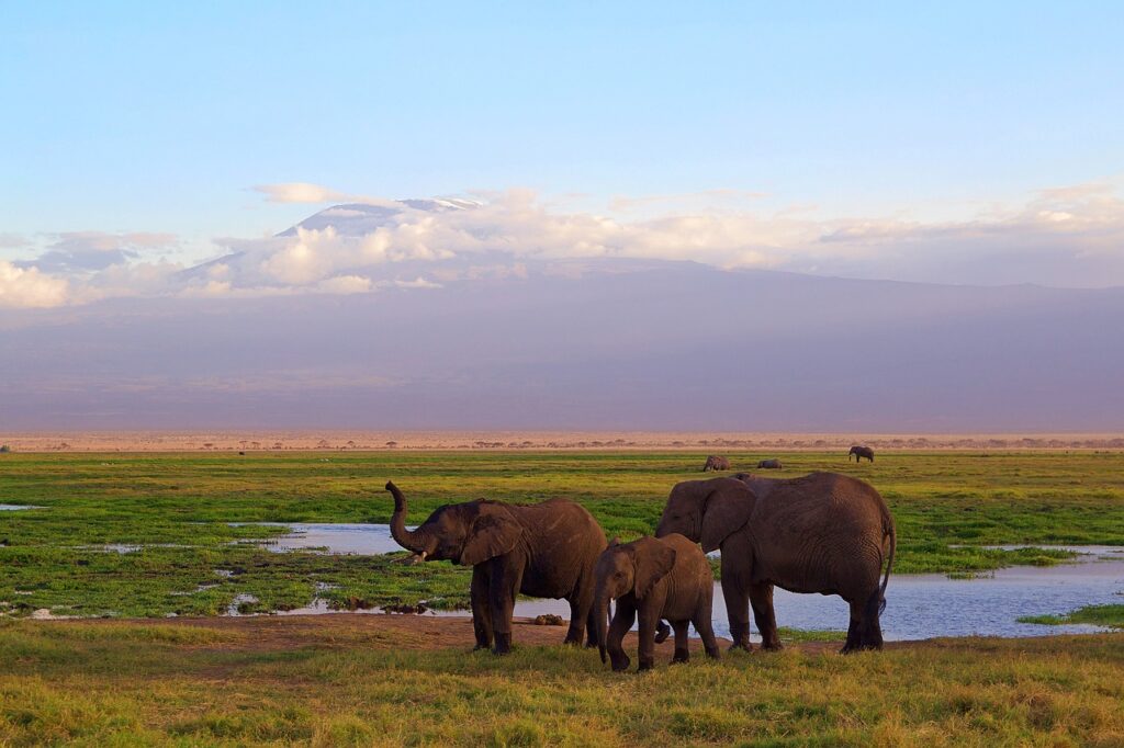 5 Nights 4 Nights Amboseli, Nakuru, Masai Mara Safari