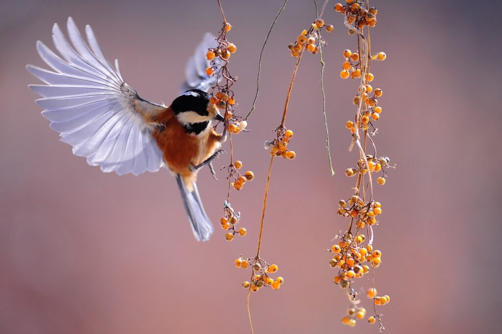 Bird watching Kenan Travel