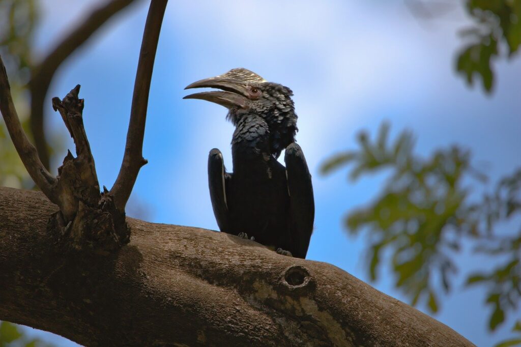 6 Days 5 Nights Lake Manyara, Serengeti & Ngorongoro Lodge Safari