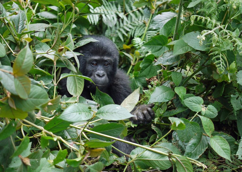 3 Days 2 Nights Uganda Gorilla Trekking