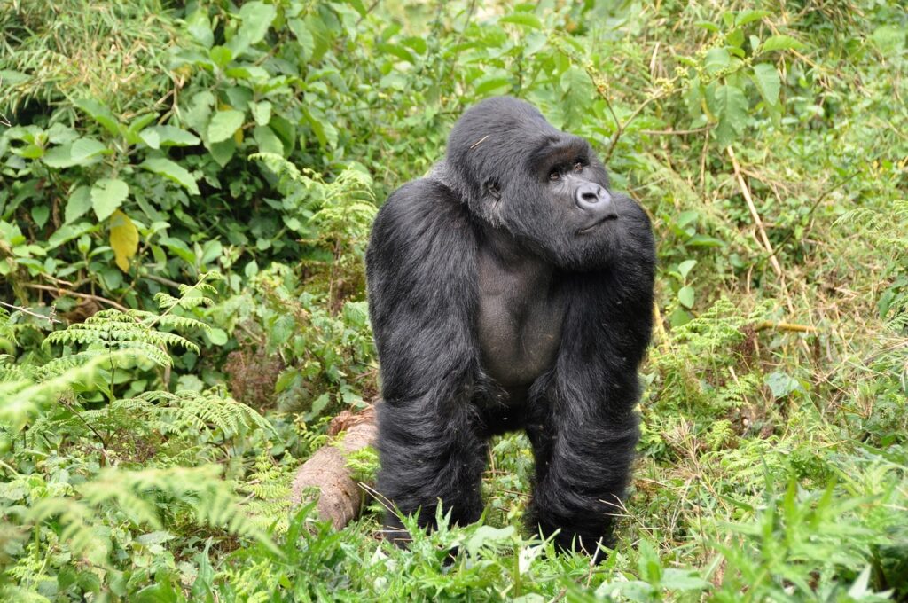 3 Days 2 Nights Rwanda Gorilla Trekking