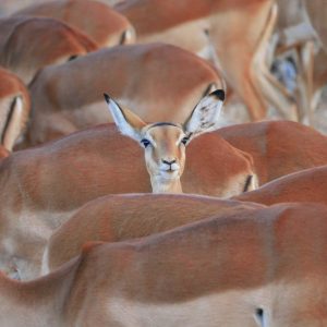 12 Days Mara Nakuru Samburu Amboseli