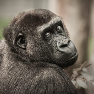 3 Days 2 Nights Uganda Gorilla Trek