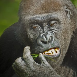 4 Days Gorilla experience in Rwanda