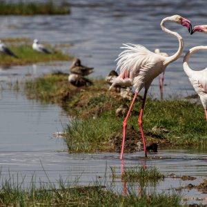 4 Days Nakuru Mara Nairobi