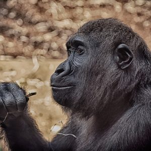 4 Days Uganda extended gorilla expedition