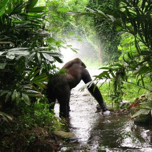 5 Days Gorilla trek in the heart of Rwanda
