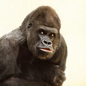 5 Days Rwanda Gorillas & Chimpanzee Safari