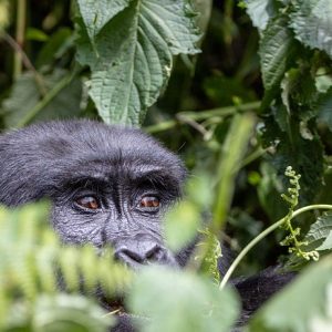 5 Days Rwanda Gorillas & Chimpanzee Safari