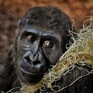 5 Days immersive gorilla adventure in Uganda