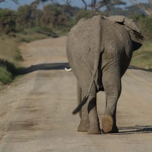 6 Days Amboseli Naivasha Mara