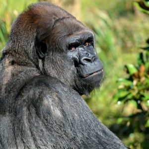 6 Days Gorilla odyssey in Rwanda