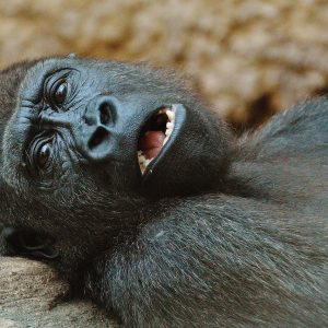 6 Days ultimate Uganda gorilla trek experience