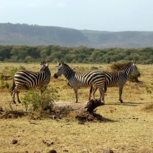 7 Days Great Parks of Tanzania