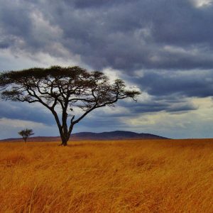 7 Days Mara Serengeti Ngorongoro Amboseli 1