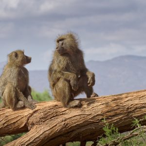 8 Days Samburu Aberdare Nakuru Naivasha Mara